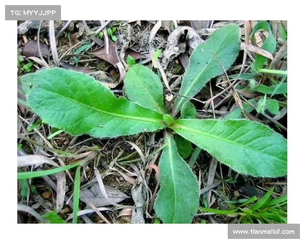 地毒胆的药理作用与临床应用研究探讨 地毒胆的药理作用与临床应用研究探讨
